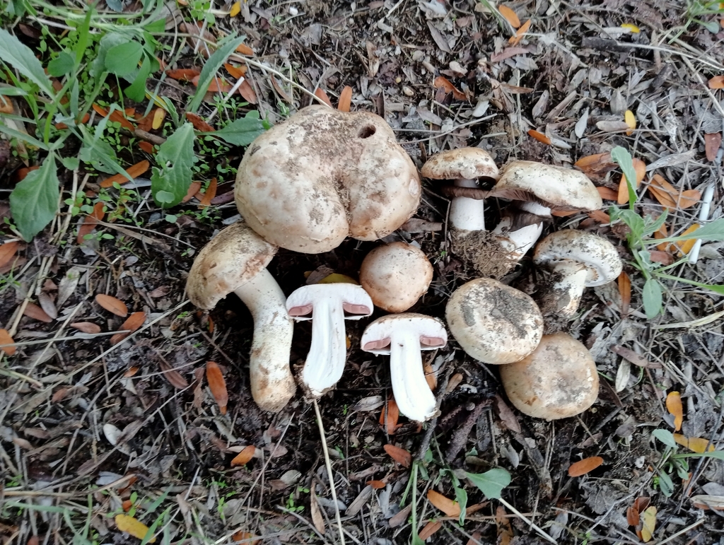 Pattersonia