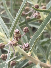 Asclepias brachystephana