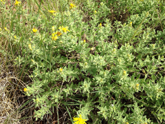 Heterotheca villosa foliosa