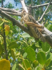 Schistocerca americana