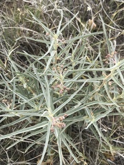 Asclepias brachystephana