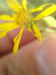 Heterotheca villosa foliosa