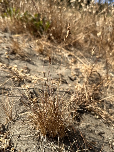 Image of Poa confinis by (c) Matt Berger, some rights reserved (CC BY)