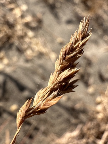 beach bluegrass (Poa confinis)