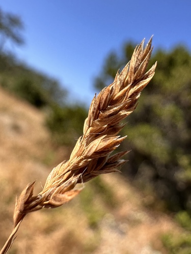 Image of Poa confinis by (c) Matt Berger, some rights reserved (CC BY)