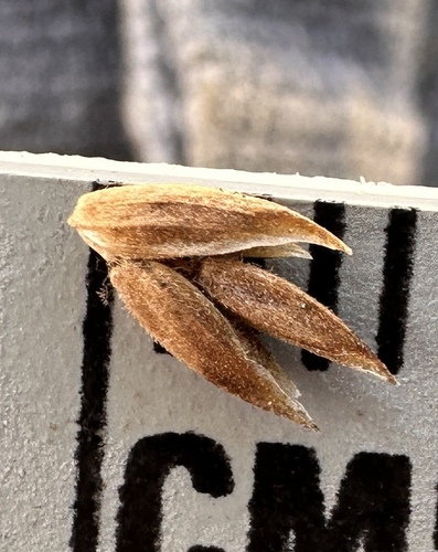 Image of Poa confinis by (c) Matt Berger, some rights reserved (CC BY)