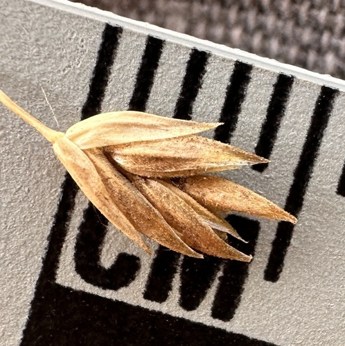 Image of Poa confinis by (c) Matt Berger, some rights reserved (CC BY)
