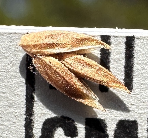 Image of Poa confinis by (c) Matt Berger, some rights reserved (CC BY)