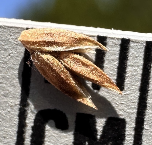Image of Poa confinis by (c) Matt Berger, some rights reserved (CC BY)