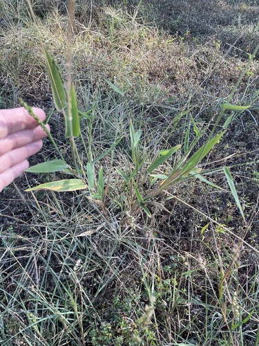 Image of Urochloa texana by no rights reserved