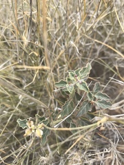 Acleisanthes chenopodioides