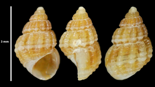 Alvania lanciae