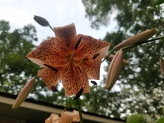 Lilium lancifolium