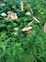 Lilium lancifolium