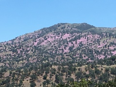 Clarkia dudleyana