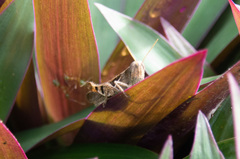 Stenocatantops angustifrons