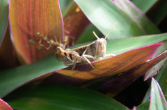 Stenocatantops angustifrons