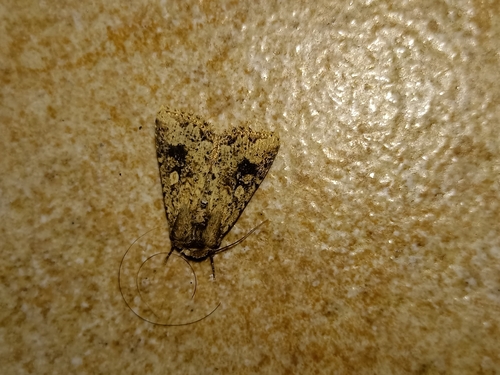 Mythimna languida