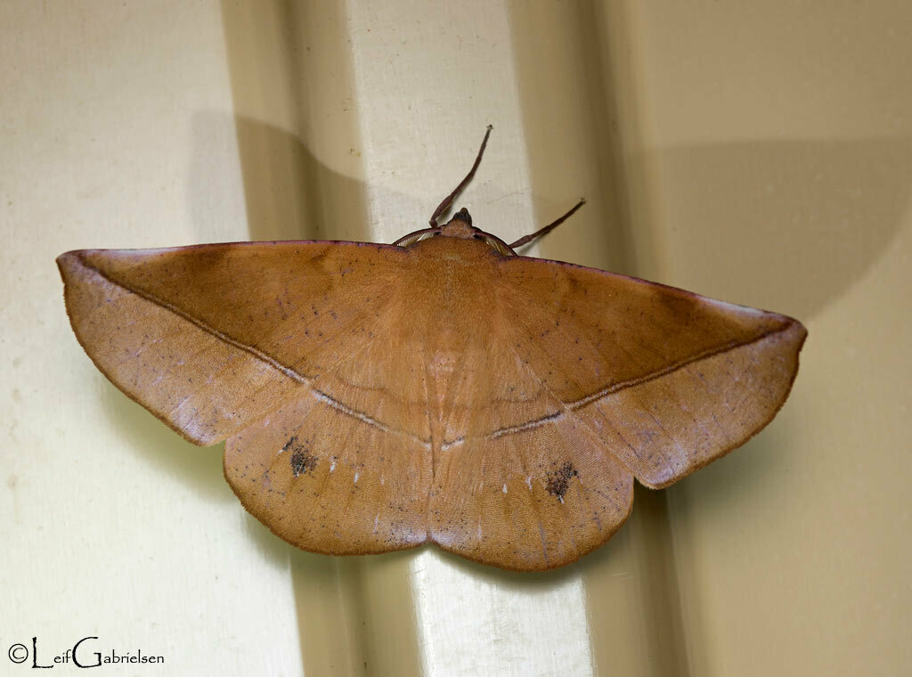 Sarcinodes variabilis