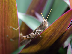 Stenocatantops angustifrons