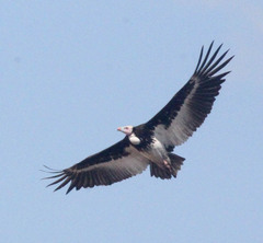 White-Headed Vulture photo 2