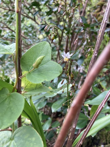 Dianella adenanthera observed 2024-10-01