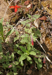 Erythranthe verbenacea