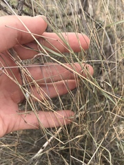 Muhlenbergia porteri