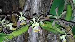 Encyclia alata