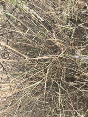 Muhlenbergia porteri