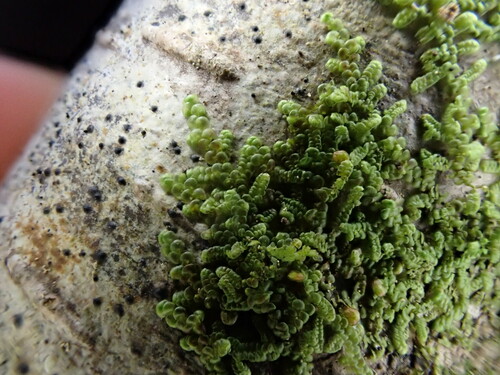 Image of Frullania nisquallensis by (c) Chris Fluit, some rights reserved (CC BY)
