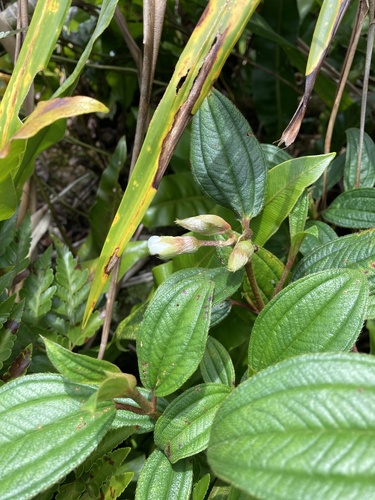 Melastoma denticulatum observed 2024-10-01