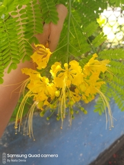 Caesalpinia pulcherrima flava