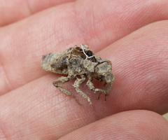 Octogomphus specularis