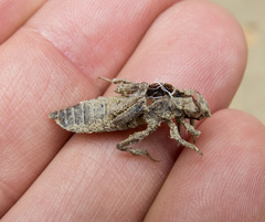 Octogomphus specularis