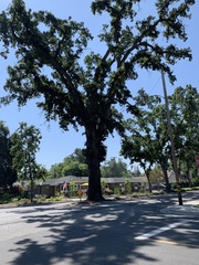 Quercus lobata