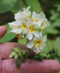 Polemonium foliosissimum