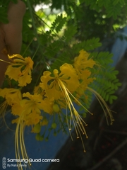 Caesalpinia pulcherrima flava