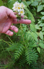 Polemonium foliosissimum
