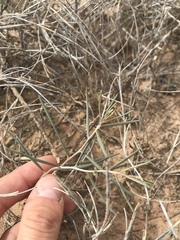 Talinum polygaloides