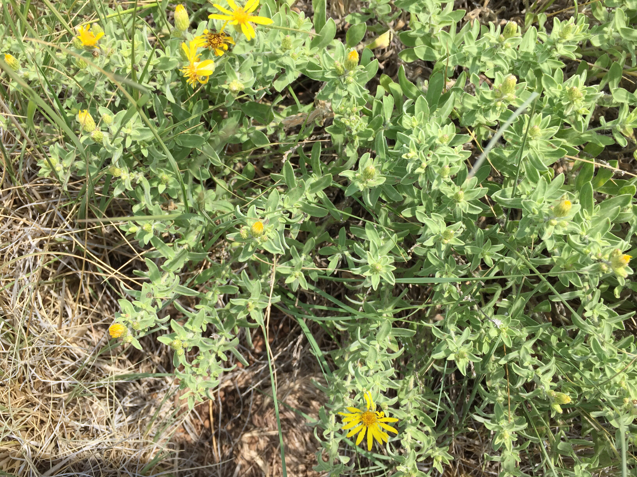 Heterotheca villosa var. ballardii