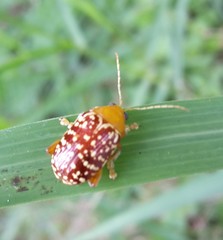 Blepharida jacobyana