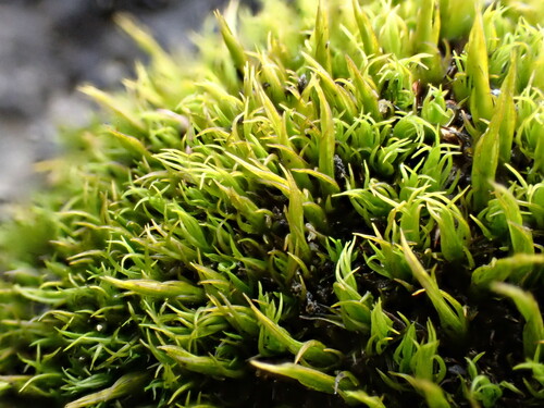 Image of Seaside Grimmia (Schistidium maritimum) by (c) Chris Fluit, some rights reserved (CC BY)