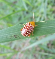 Blepharida jacobyana