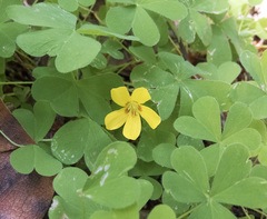 Oxalis suksdorfii