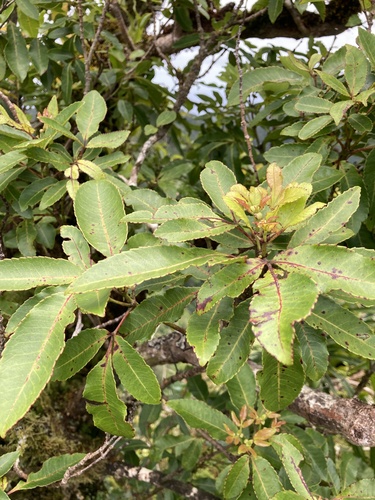 Pterophylla samoensis observed 2024-10-01