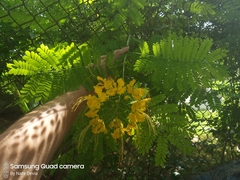 Caesalpinia pulcherrima flava