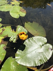 Nuphar variegata
