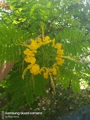 Caesalpinia pulcherrima flava