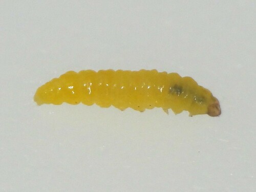 Parectopa plantaginisella photo 3